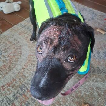 Zendaya K16 -  Mixed Breed Dog for Adoption in Union, Missouri - Zendaya K16 | PetCurious