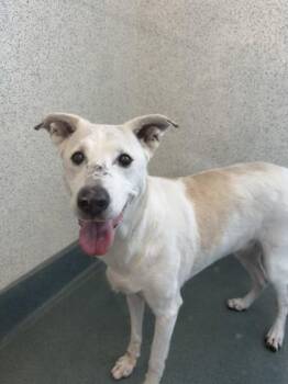 Thyme -  Mixed Breed Dog for Adoption in Roseville, California - Thyme | PetCurious