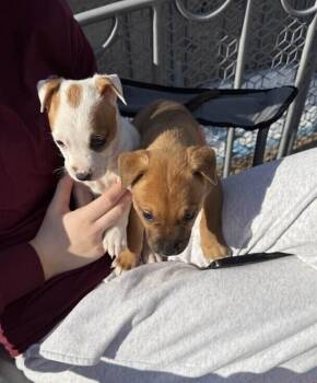 Staffordshire Bull Terrier and Boxer Dogs Available for Adoption - Tippy (Bottle Baby Litter) | PetCurious