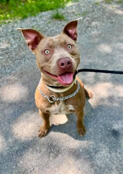 Pit Bull Terrier Dogs Available for Adoption in Waverly, Tennessee - ACE | PetCurious