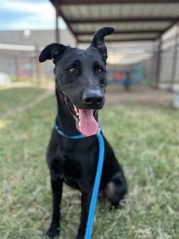 Rescue Labrador Retriever and Mixed Breed Dogs for Adoption in Fort Worth, Texas - Albus | PetCurious