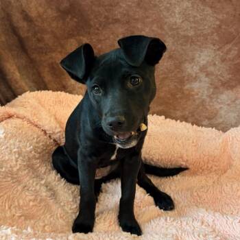 Mixed Breed Dogs Available for Adoption - Lilo | PetCurious