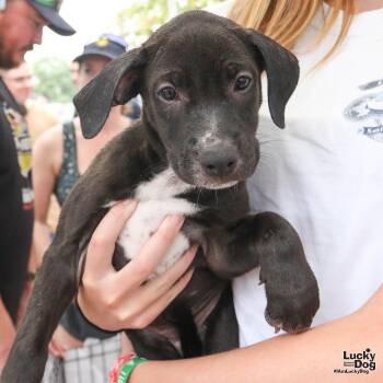Sunny -  Labrador Retriever and Terrier Dog for Adoption in Washington, District Of Columbia - Sunny | PetCurious