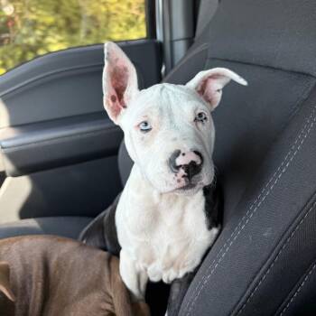 Rescue Pit Bull Terrier Dogs for Adoption in Peotone, Illinois - Poppy | PetCurious