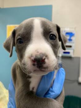 FRANK THE MANAGER -  Pit Bull Terrier Dog for Adoption in Las Vegas, Nevada - FRANK THE MANAGER | PetCurious