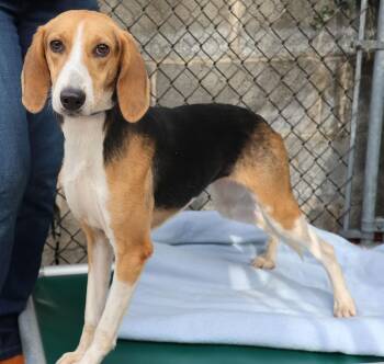 Rescue Foxhound Dogs for Adoption in Harrison, New York - Clara | PetCurious