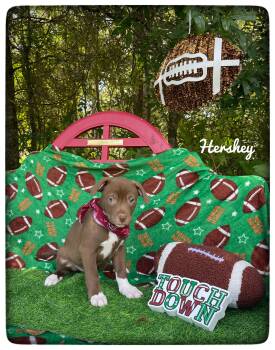 Hershey -  American Staffordshire Terrier Dog for Adoption in Sebring, Florida - Hershey | PetCurious