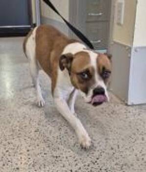 Rescue Bulldog Dogs for Adoption in Glasgow, Kentucky - Libby | PetCurious