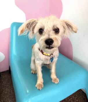 Milo -  Maltese Dog for Adoption in Pasadena, California - Milo | PetCurious