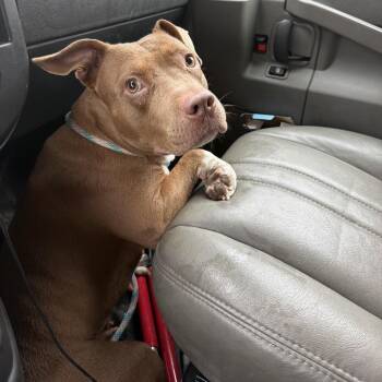 Jumping Bean -  Terrier and Mixed Breed Dog for Adoption in St. Louis, Missouri - Jumping Bean | PetCurious
