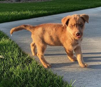Laredo -  Australian Kelpie and Australian Shepherd Dog for Adoption in Evergreen, Colorado - Laredo | PetCurious