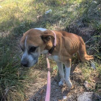 Rescue Boxer Dogs for Adoption in St. Louis, Missouri - Sidney | PetCurious