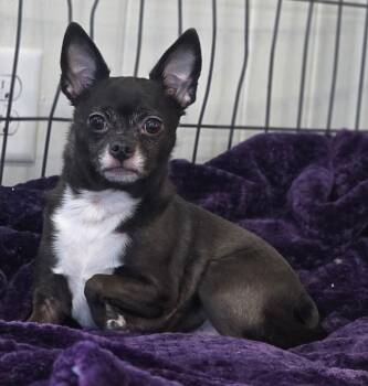 Chihuahua Dogs Available for Adoption - Orie | PetCurious