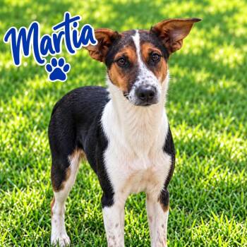 Martia -  Cattle Dog and Border Collie Dog for Adoption in Hohenwald, Tennessee - Martia | PetCurious