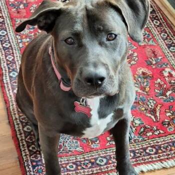 Rescue American Staffordshire Terrier and Chocolate Labrador Retriever Dogs for Adoption in Burbank, California - Lovely Sophie | PetCurious