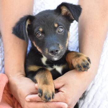 Chihuahua and Miniature Pinscher Dogs Available for Adoption - Teddy (T Pups) | PetCurious
