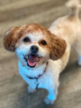 Penelope Poodle -  Poodle Dog for Adoption in Lake Forest, California - Penelope Poodle | PetCurious