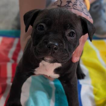 Mixed Breed Dogs Available for Adoption in Alma, Michigan - Susie (Rugrats Pup) | PetCurious