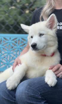 Nymeria -  Siberian Husky and German Shepherd Dog Dog for Adoption in Avon, Connecticut - Nymeria | PetCurious