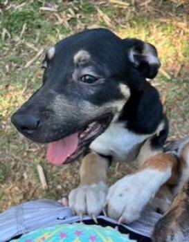 Labrador Retriever and German Shepherd Dog Dogs Available for Adoption in Wekiwa Springs, Florida - Gobi | PetCurious