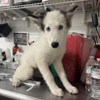 Yuki -  Husky Dog for Adoption in Edinburg, Texas - Yuki | PetCurious