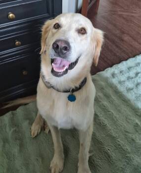 Halle -  Great Pyrenees Dog for Adoption in Kiowa, Oklahoma - Halle | PetCurious