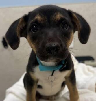 Lida -  Mountain Cur and Mixed Breed Dog for Adoption in Honolulu, Hawaii - Lida | PetCurious