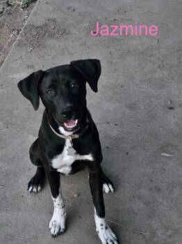 Jazmine Dot *LOCAL* -  Labrador Retriever Dog for Adoption in South Kingstown, Rhode Island - Jazmine Dot *LOCAL* | PetCurious