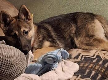 German Shepherd Dog Dogs Available for Adoption - Milly May | PetCurious