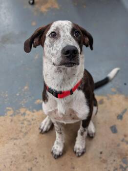 Tim McGraw -  English Coonhound Dog for Adoption in Tulsa, Oklahoma - Tim McGraw | PetCurious