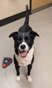 Max -  Border Collie Dog for Adoption in Bellingham, Washington - Max | PetCurious