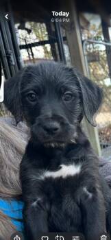 Labrador Retriever and Poodle Dogs Available for Adoption in Newaygo, Michigan - MILLIE | PetCurious