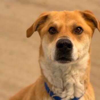 Mixed Breed Dogs Available for Adoption in Durango, Colorado - Montey | PetCurious