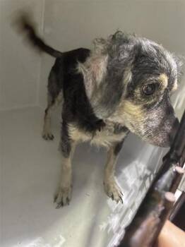 A662488 -  Schnauzer Dog for Adoption in Houston, Texas - A662488 | PetCurious