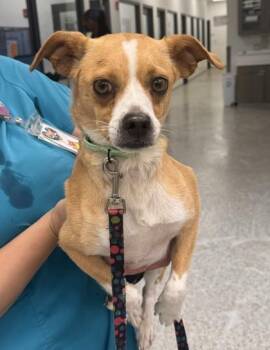 Hazel -  Mixed Breed Dog for Adoption in Kansas City, Missouri - Hazel | PetCurious