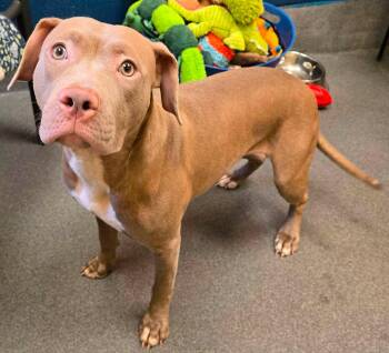 Pinot -  Pit Bull Terrier and American Staffordshire Terrier Dog for Adoption in Amherst, Virginia - Pinot | PetCurious