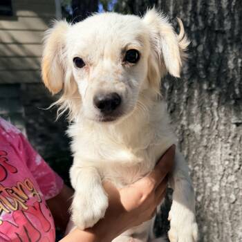 Rescue Maltese and Shih Tzu Dogs for Adoption in Sugar Land, Texas - Estrella | PetCurious