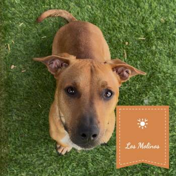 Bogart -  Dachshund Dog for Adoption in Chico, California - Bogart | PetCurious