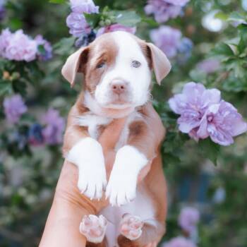Poppy -  Terrier and Mixed Breed Dog for Adoption in Northbrook, Illinois - Poppy | PetCurious