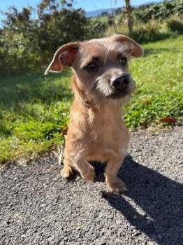 Cosmo -  Wirehaired Terrier and Chihuahua Dog for Adoption in Augusta, West Virginia - Cosmo | PetCurious