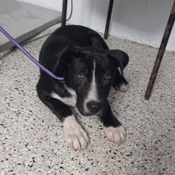 Labrador Retriever and Coonhound Dogs Available for Adoption in Hattiesburg, Mississippi - Rover | PetCurious
