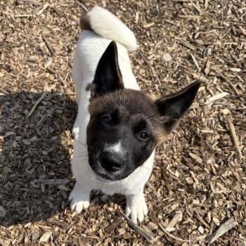 Gigette -  Akita Dog for Adoption in Wappingers Falls, New York - Gigette | PetCurious