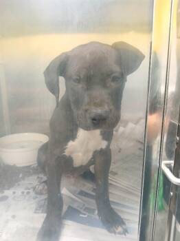 Clyde -  Pit Bull Terrier and Mixed Breed Dog for Adoption in Jackson, Tennessee - Clyde | PetCurious
