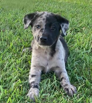 Hunter -  Catahoula Leopard Dog and Labrador Retriever Dog for Adoption in Glocester, Rhode Island - Hunter | PetCurious