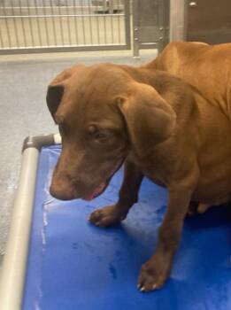 RAGNAR -  Labrador Retriever and Mixed Breed Dog for Adoption in Dallas, Texas - RAGNAR | PetCurious