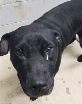 Rescue Terrier and Labrador Retriever Dogs for Adoption in West Memphis, Arkansas - Ninja | PetCurious