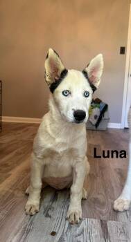 Luna -  Husky Dog for Adoption in Mobile, Alabama - Luna | PetCurious