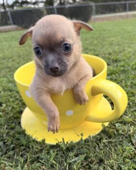 Biscuit -  Chihuahua Dog for Sale in Asheville, North Carolina - Biscuit | PetCurious
