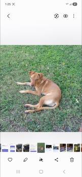 Rescue Labrador Retriever Dogs for Adoption in Plano, Texas - Hazel | PetCurious