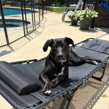 Aries -  Labrador Retriever and Boxer Dog for Adoption in Hatfield, Pennsylvania - Aries | PetCurious
